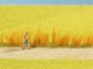 Preview: Noch 07060 Schilfgras-Sortiment