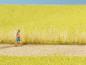 Preview: Noch 07060 Schilfgras-Sortiment