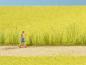 Preview: Noch 07060 Schilfgras-Sortiment
