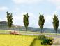 Preview: Noch 07420 Natur+ “Rapsfeld”