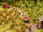 Preview: Noch 21537 N,Z Plantagenbäume mit Äpfeln