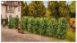 Preview: Noch 21547 H0/TT Thuja-Hecke, 3 cm, 12 Stück