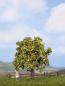 Preview: Noch 21560 Apfelbaum mit Früchten 7,5 cm hoch