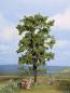 Preview: Noch 21780 Linde 18,5 cm hoch