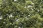Preview: Woodland WF1133 Olive Green Fine Leaf Foliage