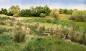 Preview: Woodland WFG173 Light Green Field Grass