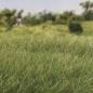 Preview: Woodland WFS622 7mm Static Grass Medium Green