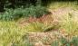 Preview: Woodland WFS629 Plant Hues