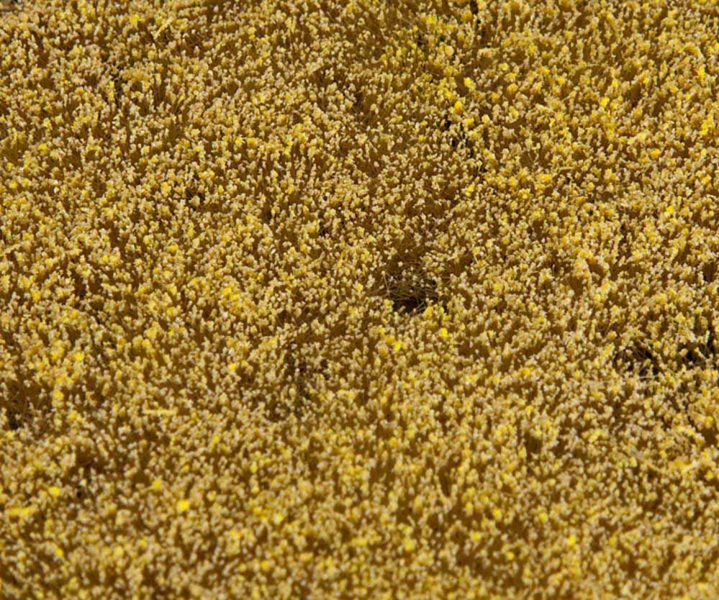 Faller 180466 Landschafts-Segment, Getreidefeld