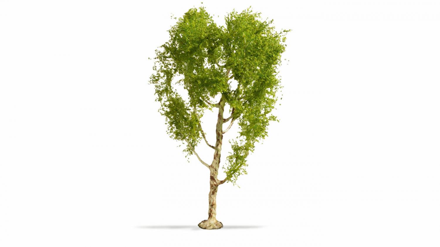 Noch 20125 Profi-Moorbirke 21 cm hoch