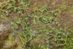 Faller 181266 6 Wassermelonen