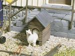 POLA G 333210 1 Hundehütte