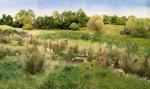 Woodland WFG173 Light Green Field Grass